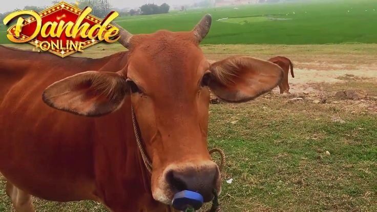 Mơ thấy bò chạy phá đồ đạc mang điềm báo gì?