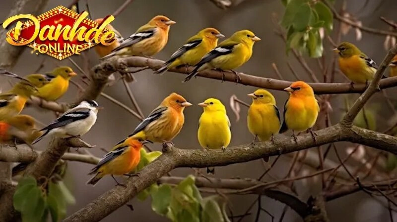 Mơ Thấy Con Chim Đánh Gì? Giải Mã Giấc Mơ