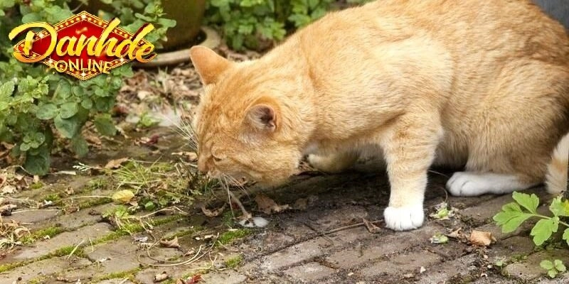 Tìm hiểu giấc mơ mơ thấy mèo đánh con gì?