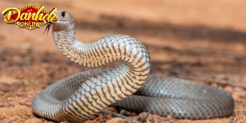 Giấc mơ không hoàn toàn xấu giúp bạn cân chỉnh nhiều vấn đề 