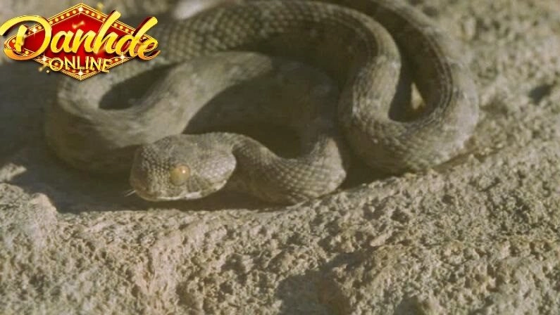 Giấc mơ có thể phản ánh những thông điệp quan trọng